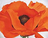 Red Poppy by Georgia O'Keeffe